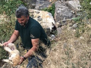 Kars Çayı’nda mahsur kalan yavru köpeği gazeteciler kurtardı