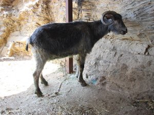 Orman yangınları keçilerin de psikolojisini bozdu