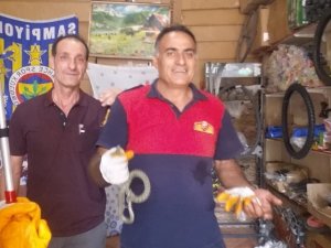 İş yerine giren yılan yakalanarak doğal ortamına bırakıldı