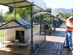 Konyaaltı’nda köpekler banyo seanslarıyla serinliyor