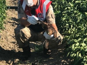 Hatay’da bulunan yaralı şahin tedavi altına alındı