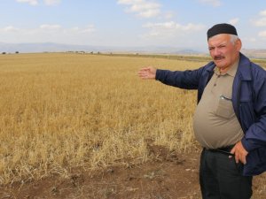 Erzurum’da dolu ve sel tarlaları vurdu
