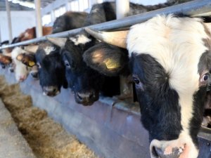 Hayvanlarına ‘şap aşısı’ yaptırmayanlara 15 bin TL ceza