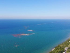 Karadeniz’de tomruk adacıkları oluştu