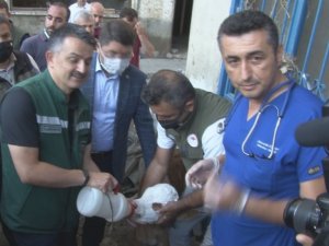 Bakan Pakdemirli, sahibinin selden kurtardığı buzağıyı elleriyle besledi