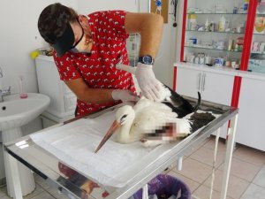 Tüfekten çıkan saçmalarla yaralanan dişi leylek tedavi altına alındı