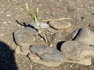 Kum zambakları çiçek açtı, koparmanın cezası 80 bin TL