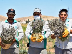 Aksaray Belediyesi lavanta bahçesinde ilk hasadı gerçekleştirdi