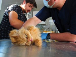 Sel bölgesinde zarar gören dilsiz canlar böyle tedavi ediliyor