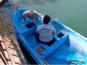 Seyhan nehrinde su giderine sıkışan köpeği büyükşehir ekipleri kurtardı