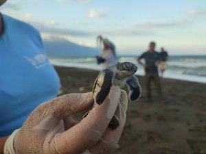 Hatay’da yavru kaplumbağalar denizle buluştu