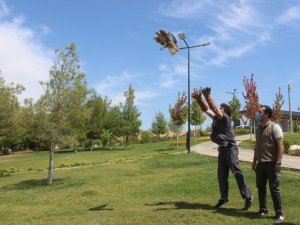Yaralı şahine Büyükşehir şefkati