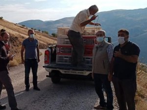 Elazığ’da 850 keklik doğaya salındı