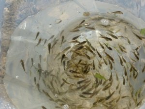 Muş’ta göl, gölet ve barajlara 1 milyon 281 bin yavru balık bırakıldı