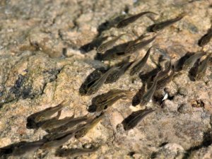 Erzincan’da gölete 100 bin adet yavru sazan bırakıldı