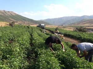 150 dönüm üzerine kurdukları tarladan bölgeye meyve ve sebze gönderiyorlar