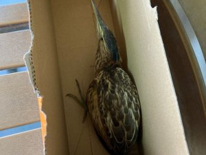 Yaralı ’Hint gölet balıkçıl kuşu’ tedavi altına alındı