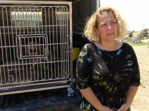 Yaralı halde bulunan Mısır Akbabası 4 aylık tedavisinin ardından doğaya salındı