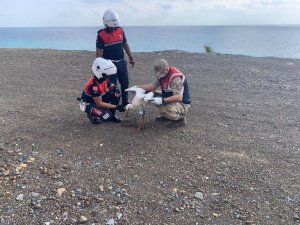 Yaralı leylek tedavi altına alındı