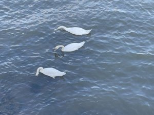 Göçmen kuğular Fatsa’da