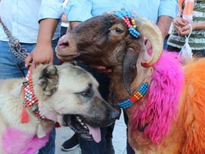 8 asırlık geleneği yaşatacak koyunlar, çoban köpekleri eşliğinde kentin göbeğinde yürüdü