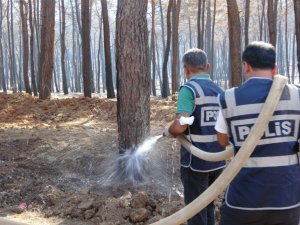 Marmaris polisi yangından zarar gören ağaçları yeniden yeşertmek için seferber oldu
