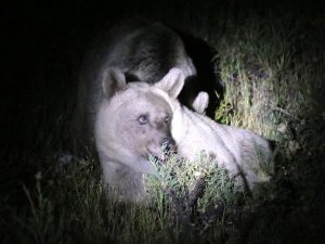 Nemrut’un ayıları gece görüntülendi