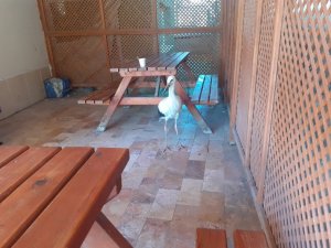 Yaralı leylek tedavi altına alındı