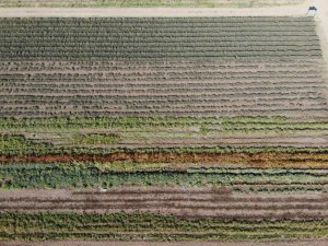 Yıllık 20 milyon kapasiteyle şifalı ve aromatik bitki üretiyorlar