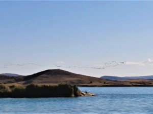 Kazların göçü böyle görüntülendi