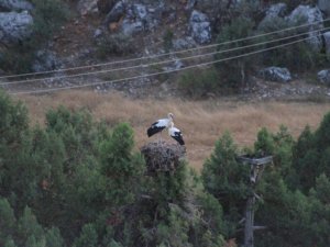 Konya’da leyleklerin göç yolculuğu başladı