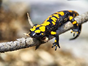 Kahramanmaraş’ta sarı benekli semender görüntülendi
