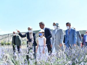 Mamak’taki lavanta bahçesinde ilk hasat yapıldı