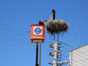 Nazilli Belediyesi yaralı leyleğe sahip çıktı