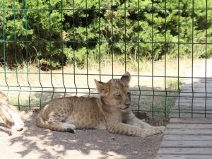 Başkentin 9 yavru aslanının isimleri oylama ile belirlenecek