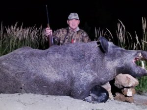 Yabancı avcılar Yozgat’ta 350 kilo ağırlığında yaban domuzu avladı