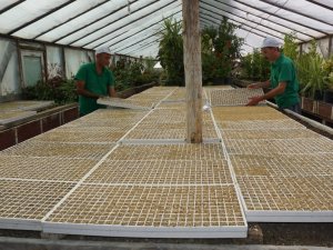 Beypazarı Belediyesi seralarında üretim sürüyor