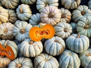 2020’de Düzce’de en çok bal kabağı üretildi