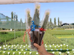 Eskişehir’de üretilen "Nikâh Fidanları" farklı etkinliklerde dağıtılıyor