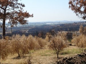 Manavgat orman yangınında 18 bin dönüm zeytin ağacı yandı