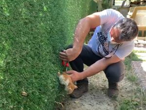 Annesinin yardım çağrısı, minik kedinin kurtarılmasını sağladı