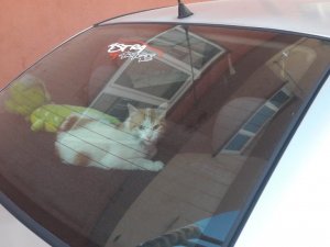 Açık kalan araç camı kediye gecelik ev oldu