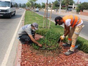 Kemer’de takades çiçeği açacak