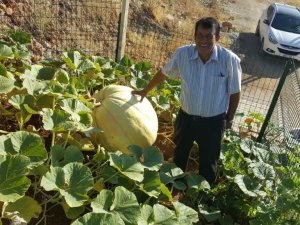 Avrupa’dan getirdiği tohumla 100 kiloluk 265 santimetre çapında kabak yetiştirdi