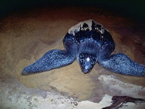 Muğla kıyılarında ilk defa görüldü