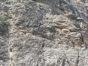 Dağ keçilerinin zorlu yolculuğu cep telefonuyla görüntülendi