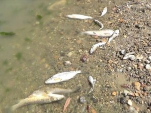 Porsuk Çayı’ndaki toplu balık ölümleri tedirginliğe yol açtı