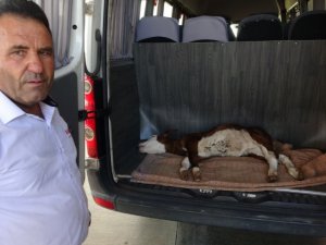 Yangından 1 gün önce doğan buzağı telef oldu