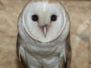 Peçeli baykuş yavrusu Tarsus Doğa Parkı’nda hayat buldu