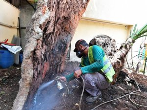 İzmir Büyükşehir Belediyesi iki yılda 120 ağacı kurtardı